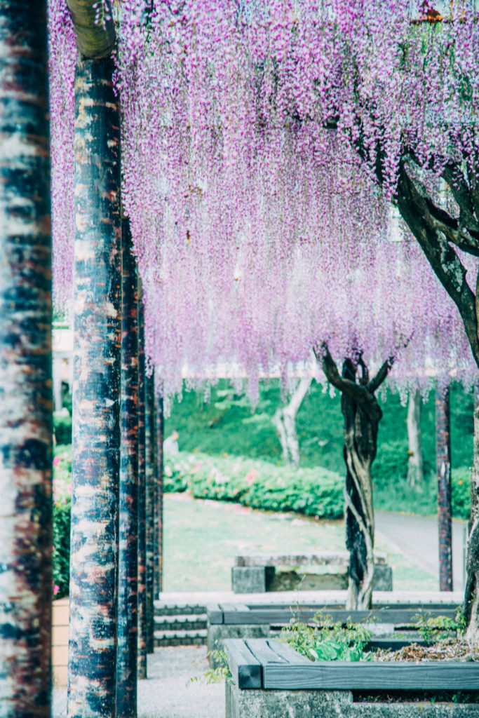 ☆藤の花☆